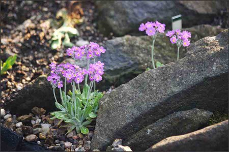 Primula prondosa.